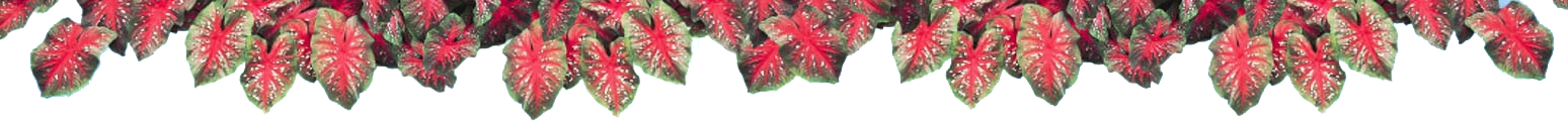 A row of caladium leafs
