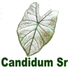 Candidum Sr