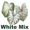 White Mix