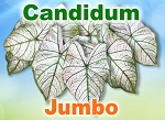 Candidum Jumbo - SOLD OUT