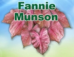 Fannie Munson Mixed Sizes - NOT AVAILABLE
