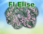 Florida Elise Mixed Sizes - NOT AVAILABLE