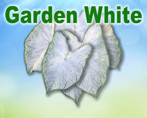 Garden White #1 LARGE Bulb