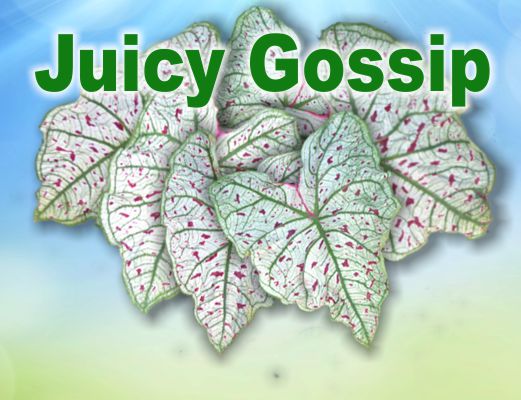 Juicy Gossip ™ #1 LARGE Bulb