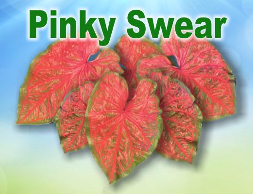 Pinky Swear™ #1 LARGE Bulb