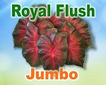 Royal Flush Jumbo-NOT AVAILABLE
